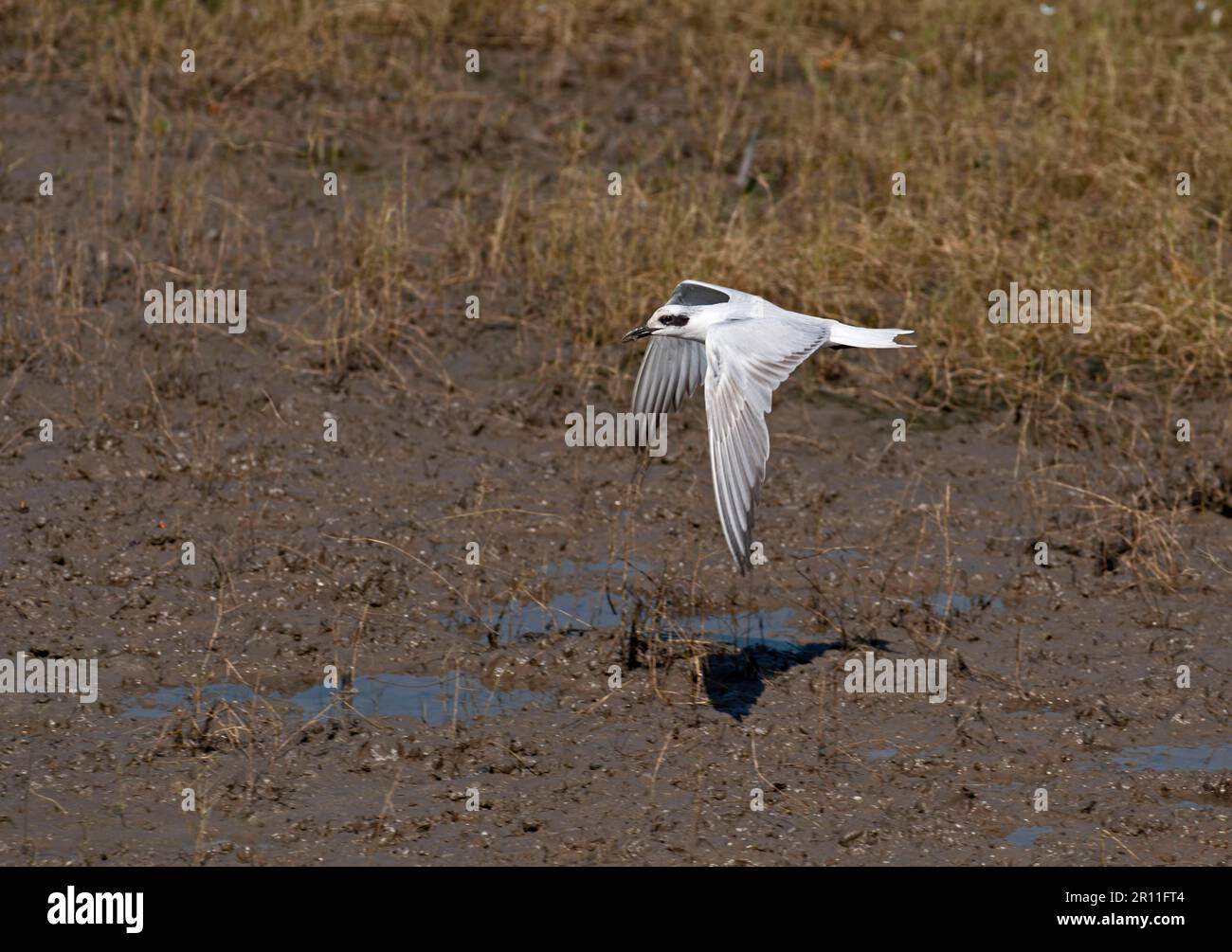 Ausgewachsene Seehne (Gelochelidon nilotica), nicht zuchtendes Gefieder, im Flug über Schlamm, Cairns, Queensland, Australien Stockfoto