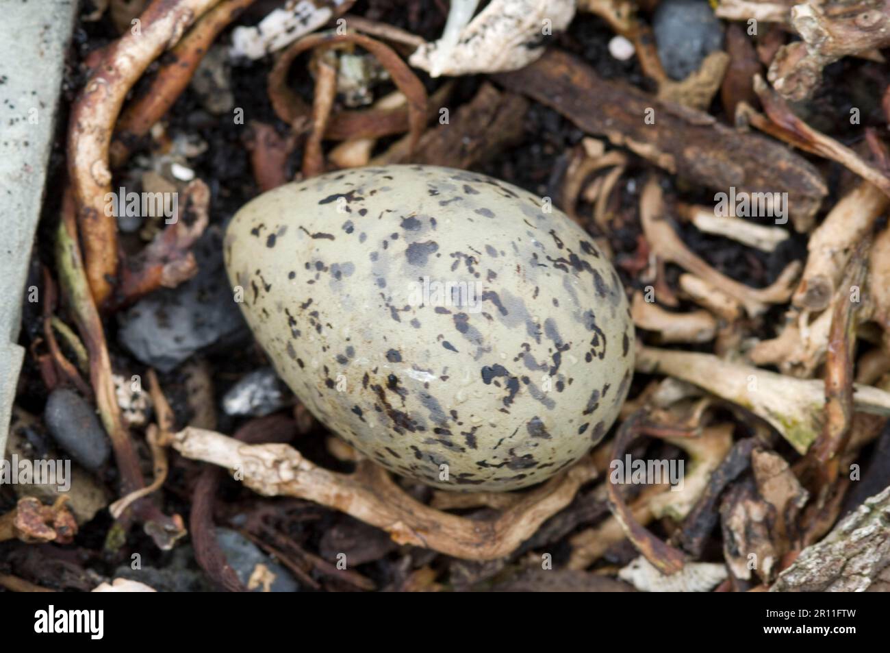 südamerikanische südamerikanische Seezunge (Sterna hirundinacea) Nahaufnahme eines Eies im Nest, Sea Lion Island, East Falkland Stockfoto