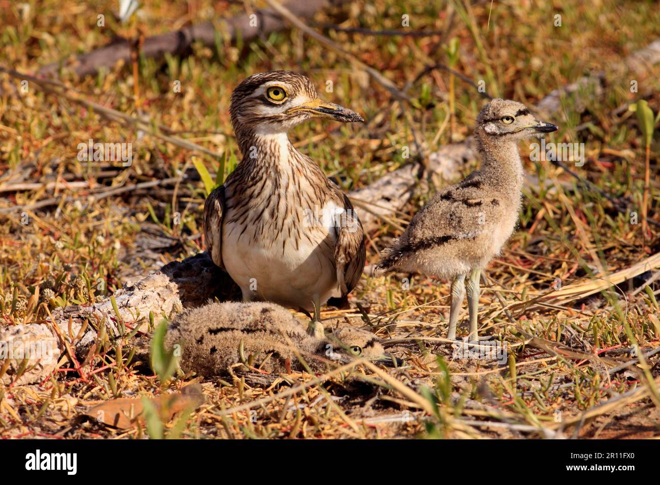 Senegalesisches Fettknie (Burhinus senegalensis), ausgewachsen mit zwei Küken, im Nest in der frühen Morgensonne, Gambia Stockfoto