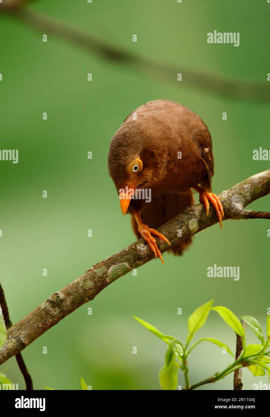 Orangenschnabel-Scimitar Babbler (Turdoides rufescens), Erwachsener, sitzt auf einem Ast, Kitulgala, Sri Lanka Stockfoto