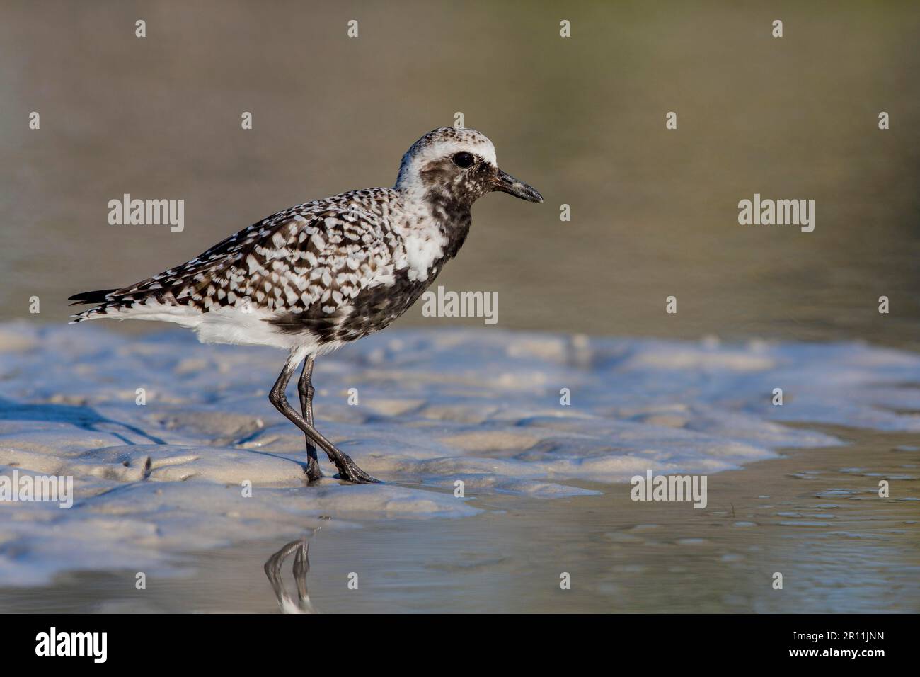 Schwarzbäuchigen Regenpfeifer (Pluvialis Squatarola), Florida Stockfoto