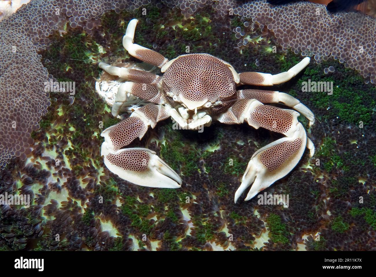 Gefleckte Anemonenkrabbe, Indopazifische, gefleckte Porzellankrabbe (Neopetrolisthes maculatus) Stockfoto