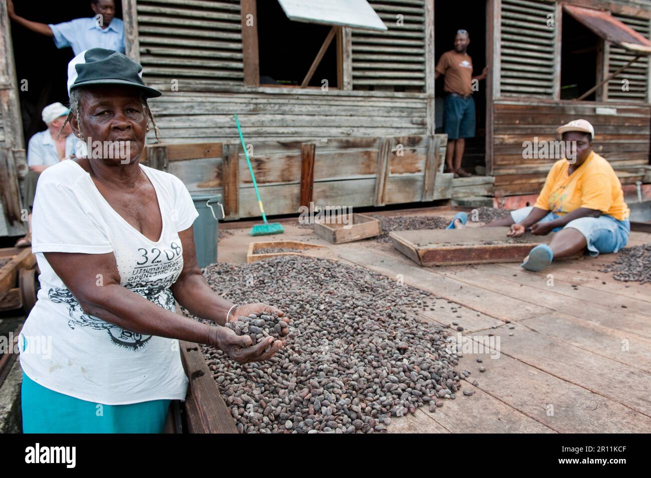 Arbeiter, die Kakaobohnen auf der Kakaoplantage in Grenada trocknen Stockfoto