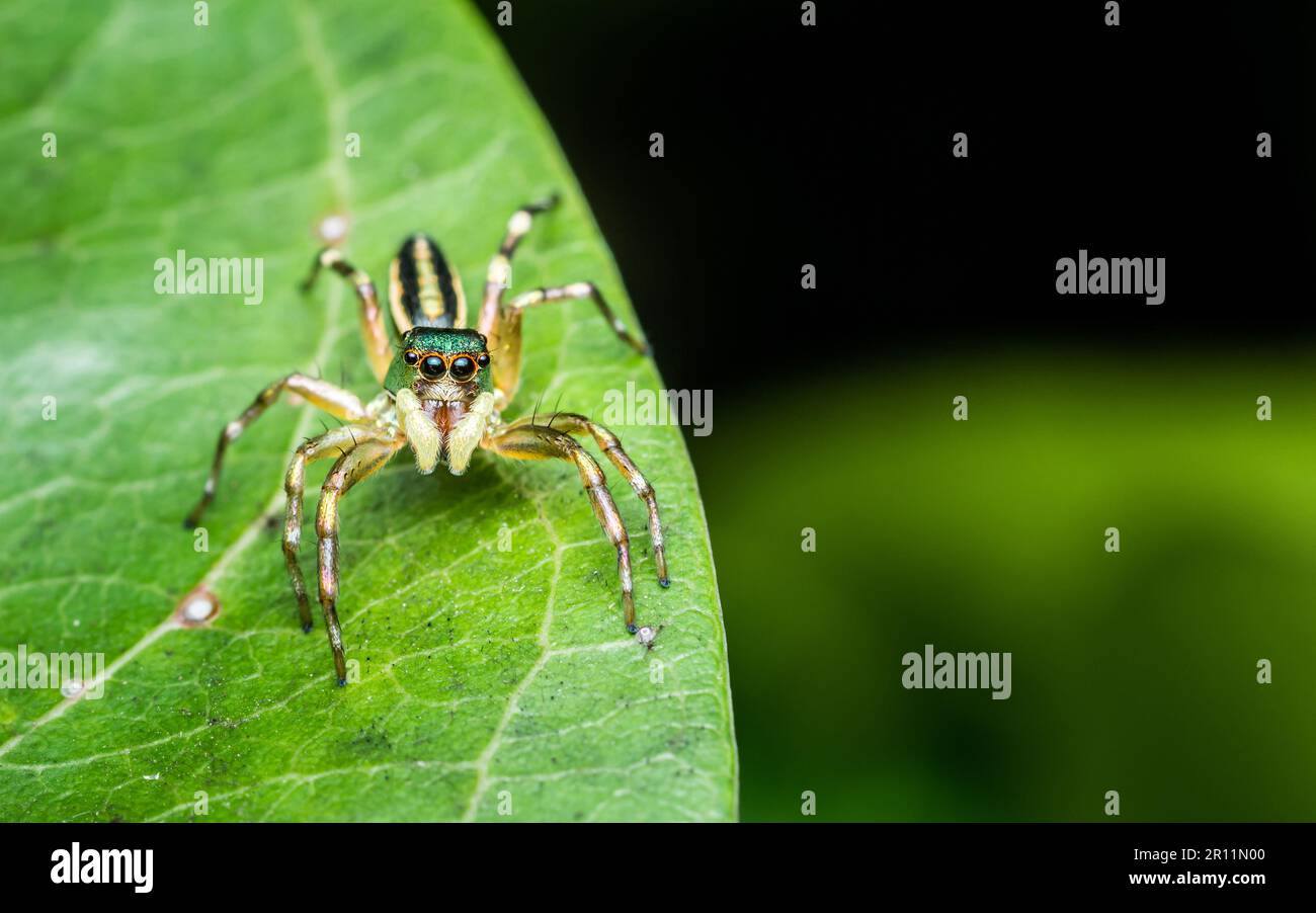 Schließen Sie eine kleine Springspinne auf grünen Blättern, bunten Springspinne. Stockfoto