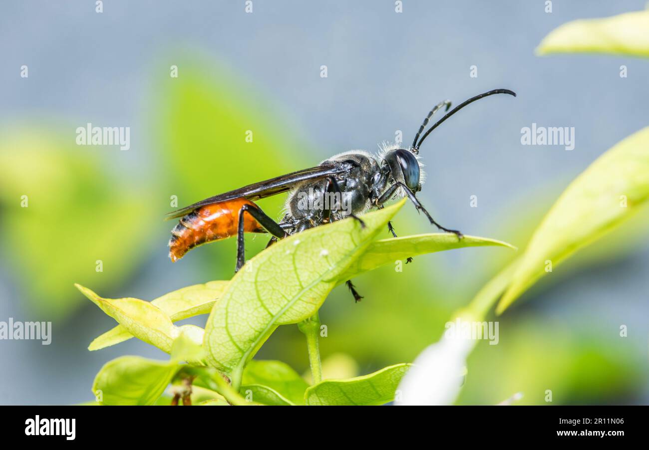 Eine kleine schwarz-orangefarbene Wespe oder kleine Spinnennespe, die auf grünen Blättern steht, Hintergrund der Natur, Makrofoto. Stockfoto