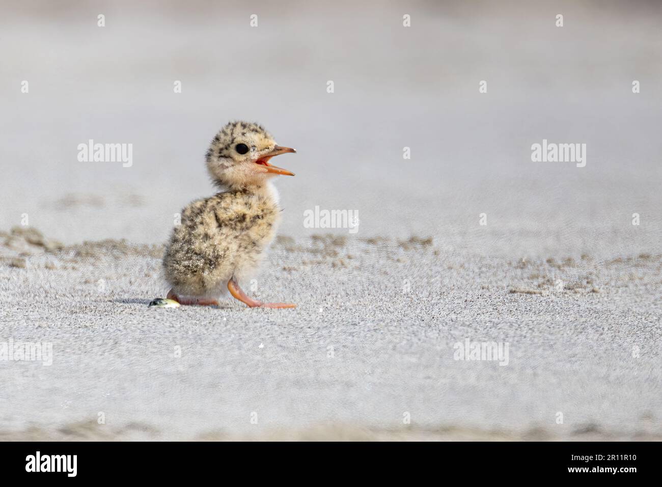 Kleine Ternenvögel sind Zugvögel von Bangladesch Stockfoto