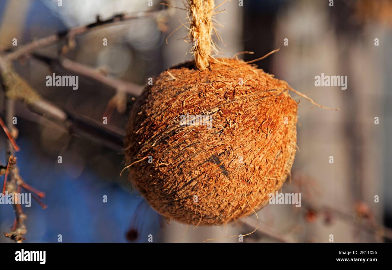Eine Kokosnuss, die im Winter als Futter für Vögel an einem Baum hängt Stockfoto