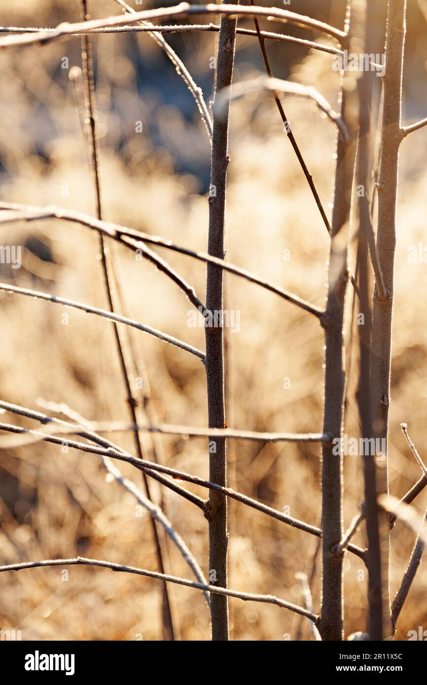 Äste von Bäumen mit neuem Frost im Sonnenlicht Stockfoto