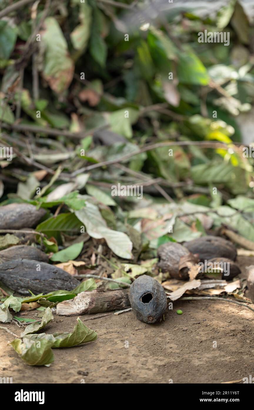 Probleme bei der Ernte von Kakao-Themen. Schlechte Kokosnadel auf dem Boden Stockfoto