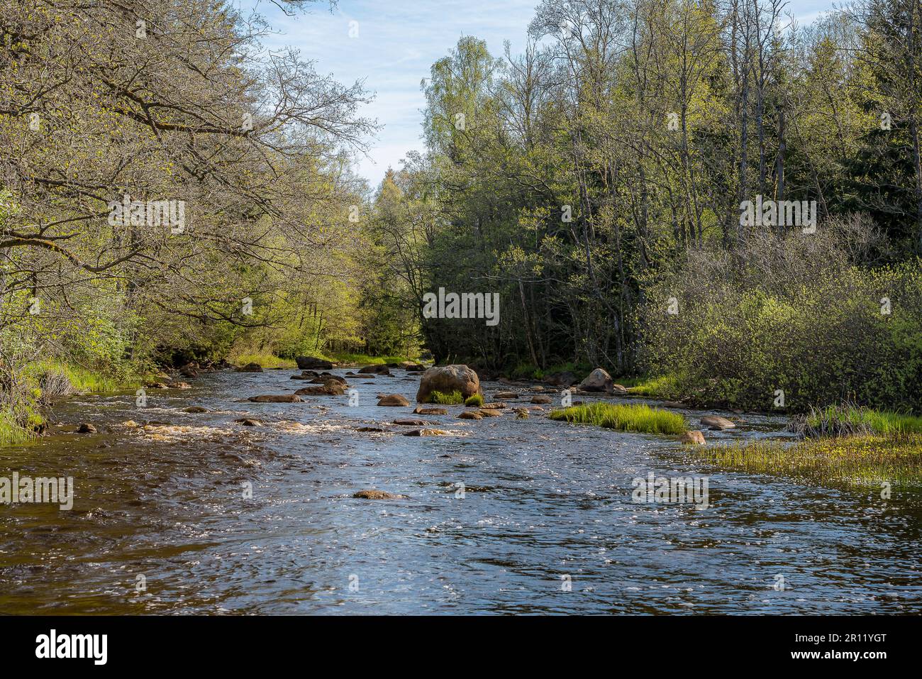 Ein fließender Wasserstrom in den abgelegenen Wäldern Schwedens, 14. Mai 2019 Stockfoto