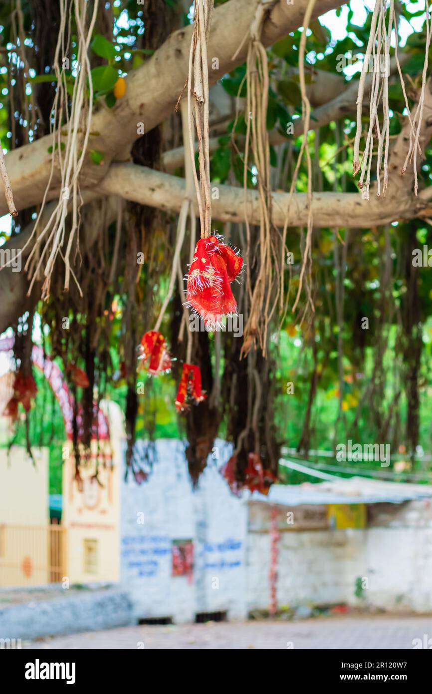 heiliges Tuch, das tagsüber mit banyan-Baumwurzel aus flachem Winkel gefesselt ist Stockfoto