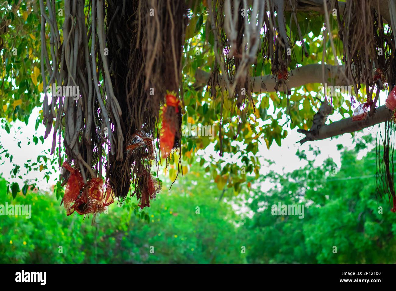 heiliges Tuch, das tagsüber mit banyan-Baumwurzel aus flachem Winkel gefesselt ist Stockfoto