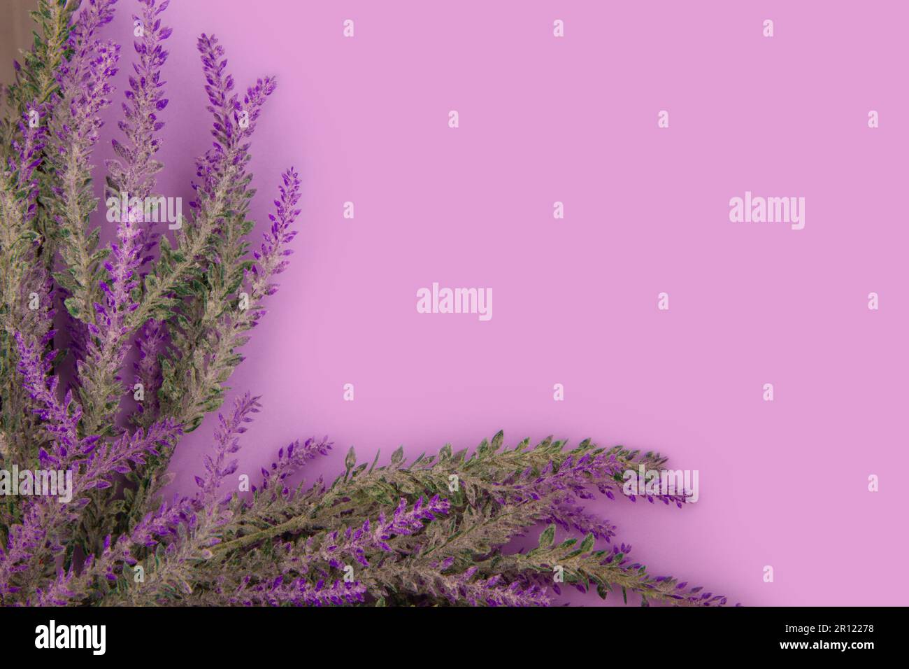 Heideblüten liegen auf lavendelfarbenem Hintergrund Stockfoto