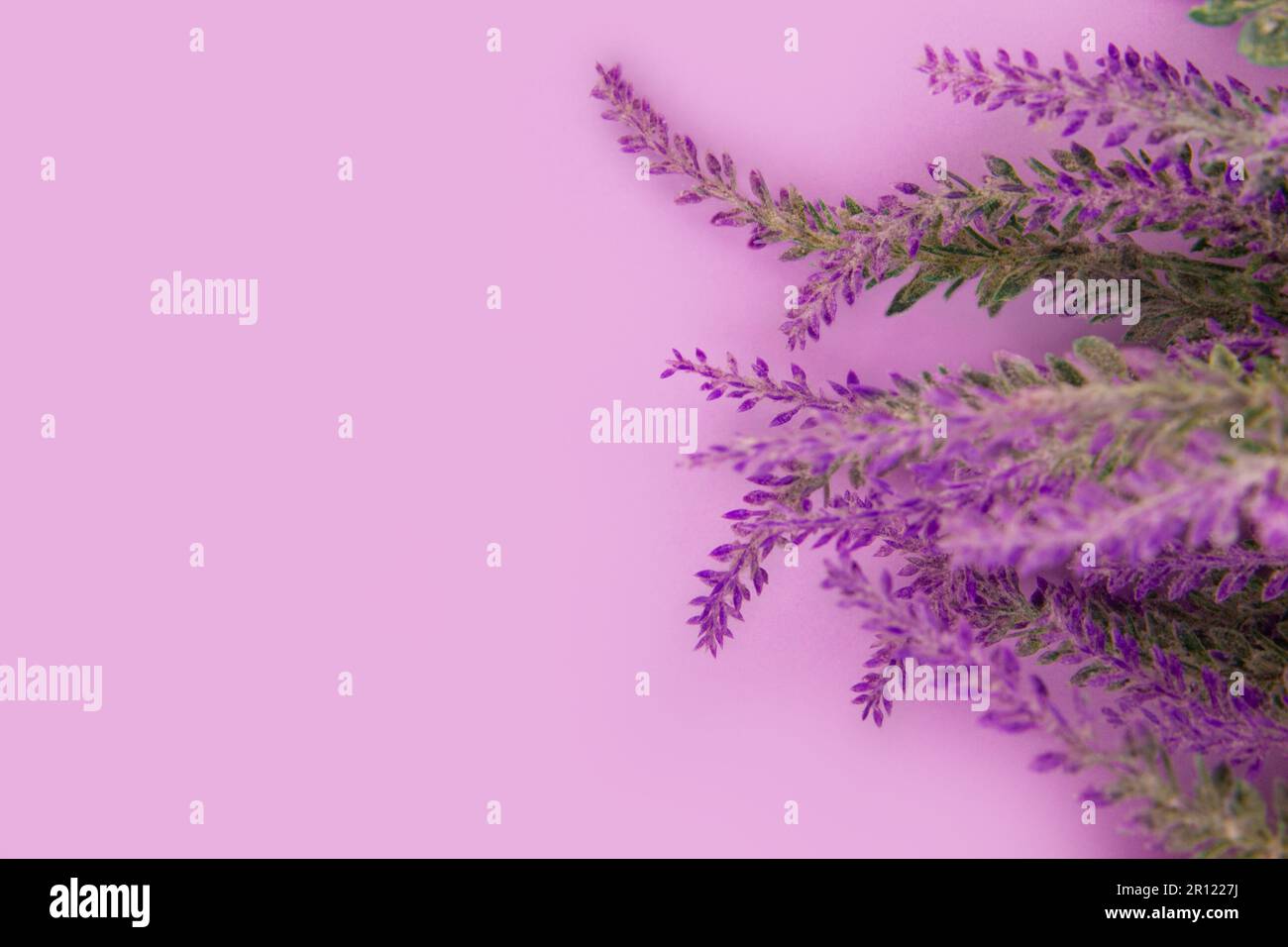 Lavendelblumen liegen auf einem lavendelfarbenen Tischhintergrund. Flach verlegt Stockfoto
