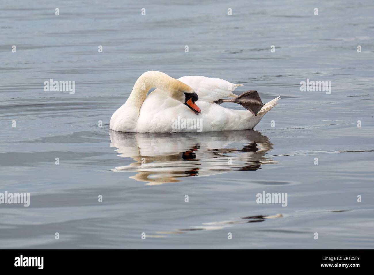 Weißer, stummer Schwan, der auf dem See Federn putzt Stockfoto