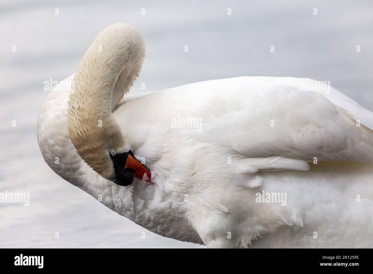 Weißer, stummer Schwan, der auf dem See Federn putzt Stockfoto