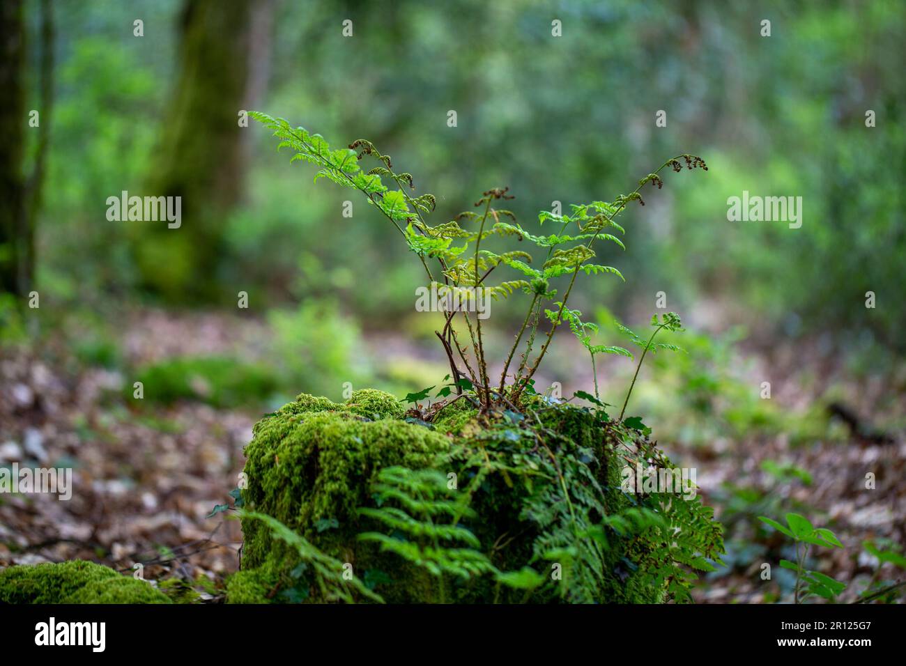 Farn aus moosbedeckten Baumstümpfen im Wald Stockfoto