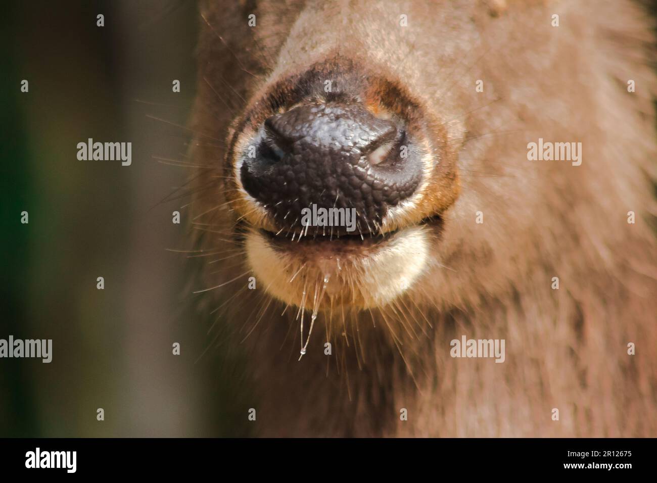 Die Nase und der Mund des Hirsches sind rau um das Fell herum. Stockfoto