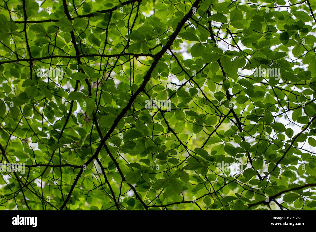 Blick auf die wunderschönen grünen Baumkronen Stockfoto