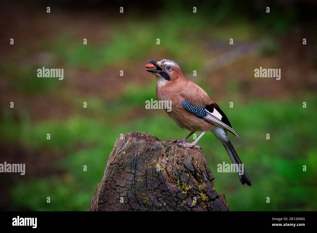 Der eurasische jay (Garrulus glandarius), der sich eine Nuss fängt Stockfoto