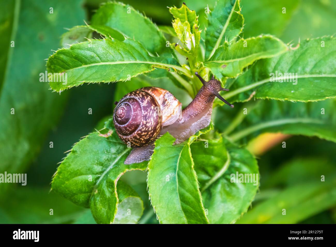 Katzenschnecke, die im Garten auf der Pflanze gleitet. Makro, Nahaufnahme. Die Kopsschnecke, Arianta Arbustorum, ist eine mittelgroße Landschneckenart. Katzenschnecke Stockfoto