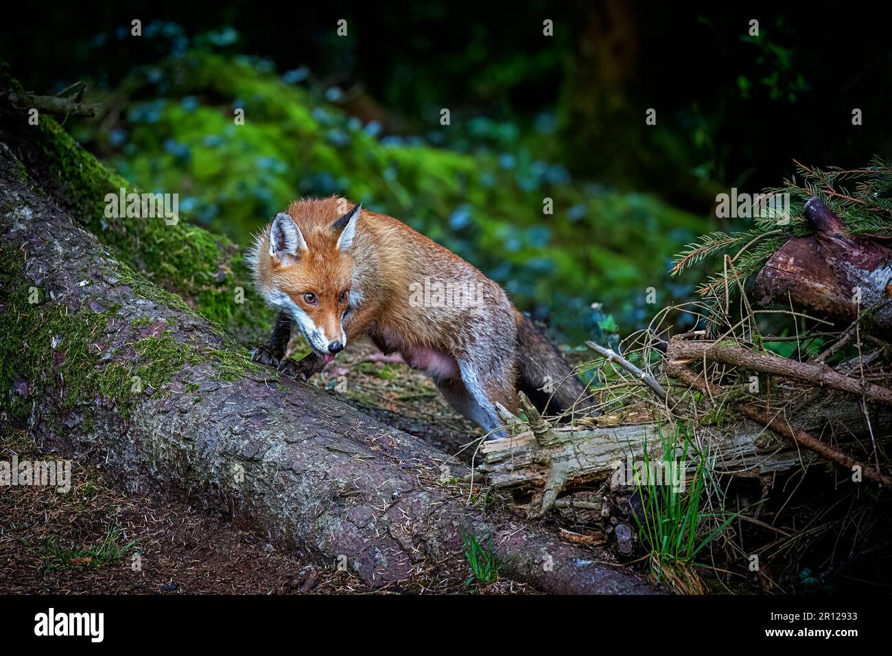 Ein herrlicher wilder Rotfuchs (Vulpes vulpes), der im Wald nach Essen sucht. Stockfoto