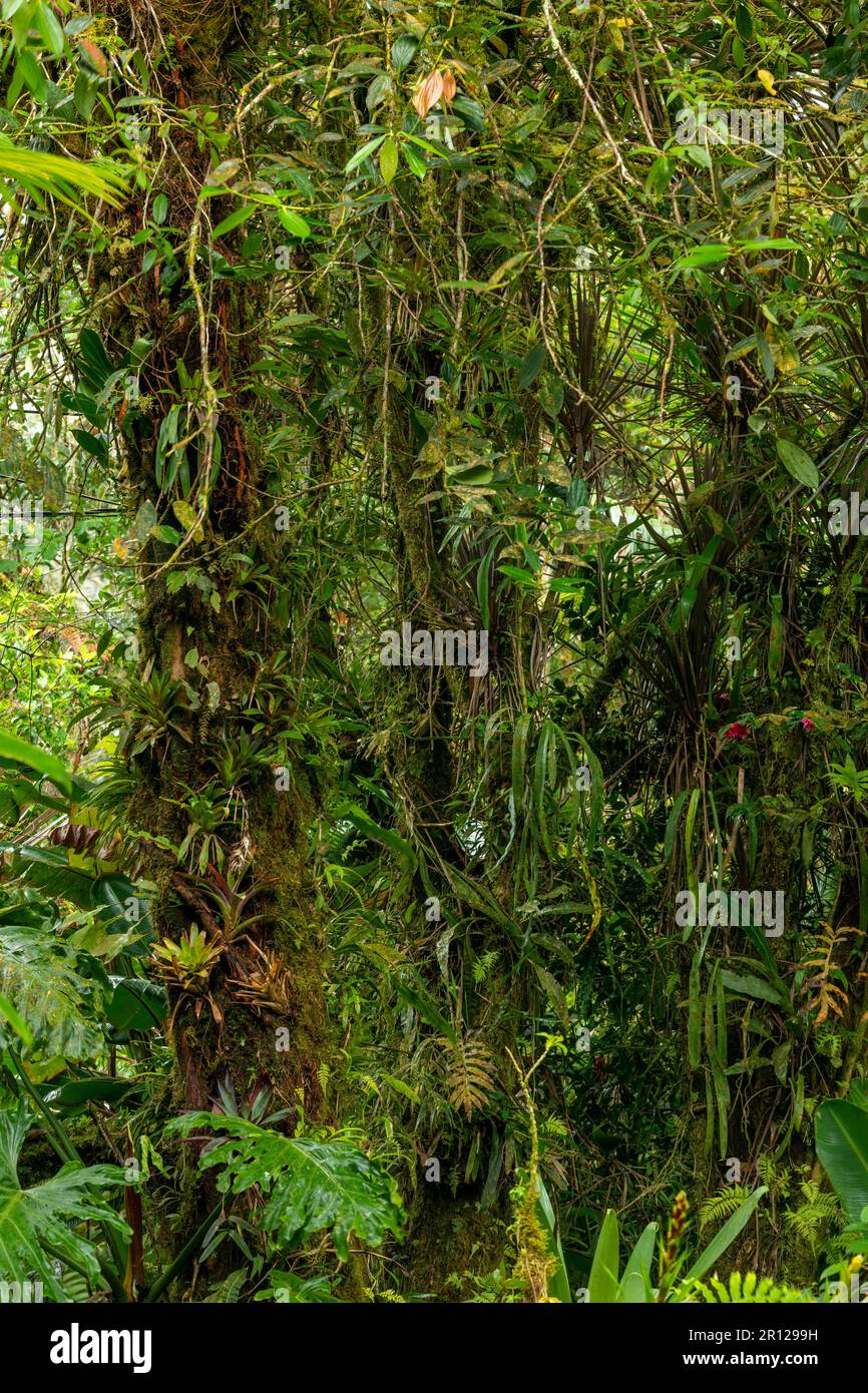 Im Regenwald im La Amistad International Park, Chiriqui, Panama, Mittelamerika - Stockfoto Stockfoto