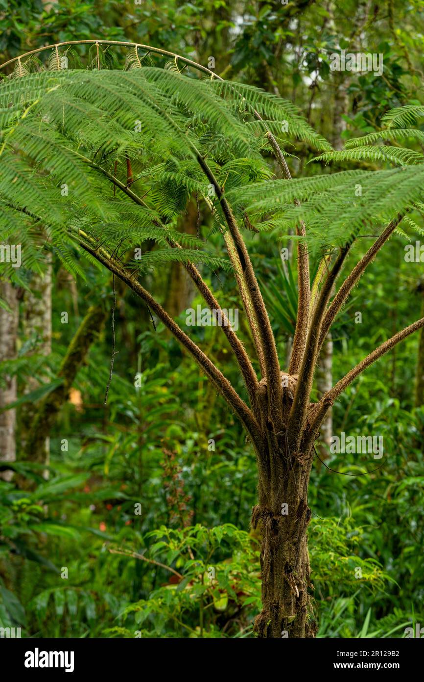 Baumfarne im tropischen Regenwald, Chiriqui, Panama, Mittelamerika Stockfoto