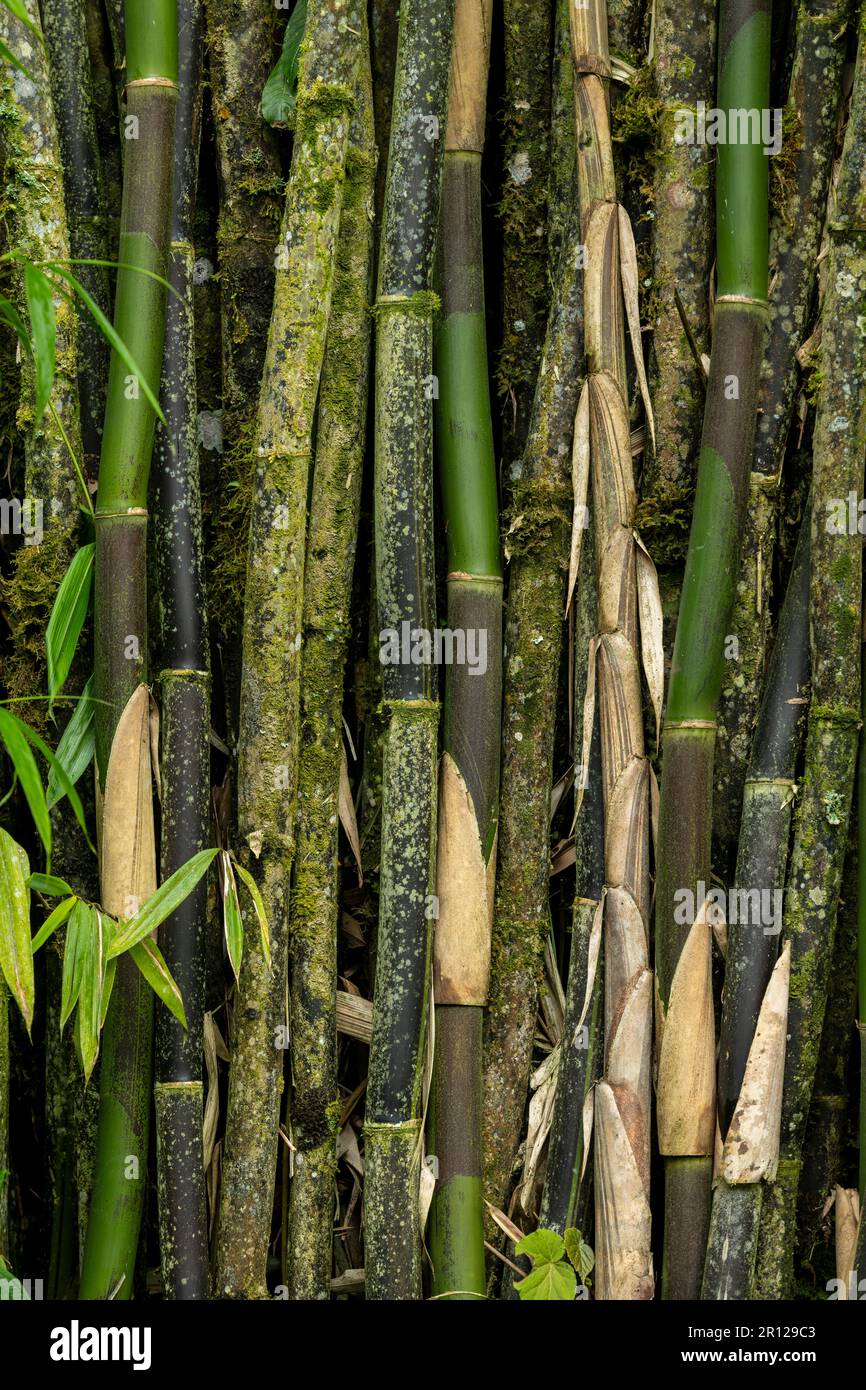 Bambuspflanzen im Garten - Stammfoto Stockfoto