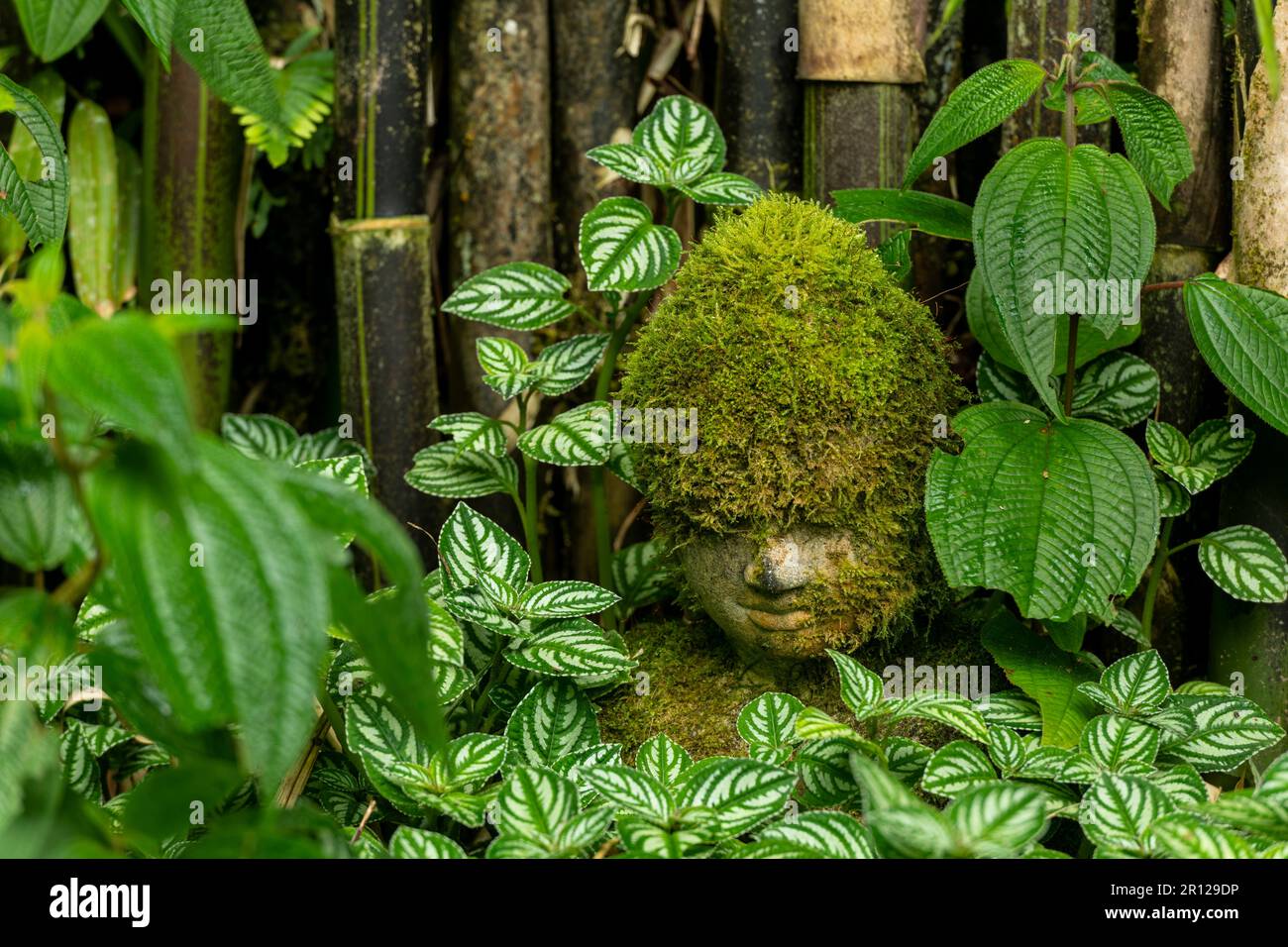 Bambuspflanzen im Garten mit einer buddha-Kopfbedeckung mit Moos - Stockfoto Stockfoto