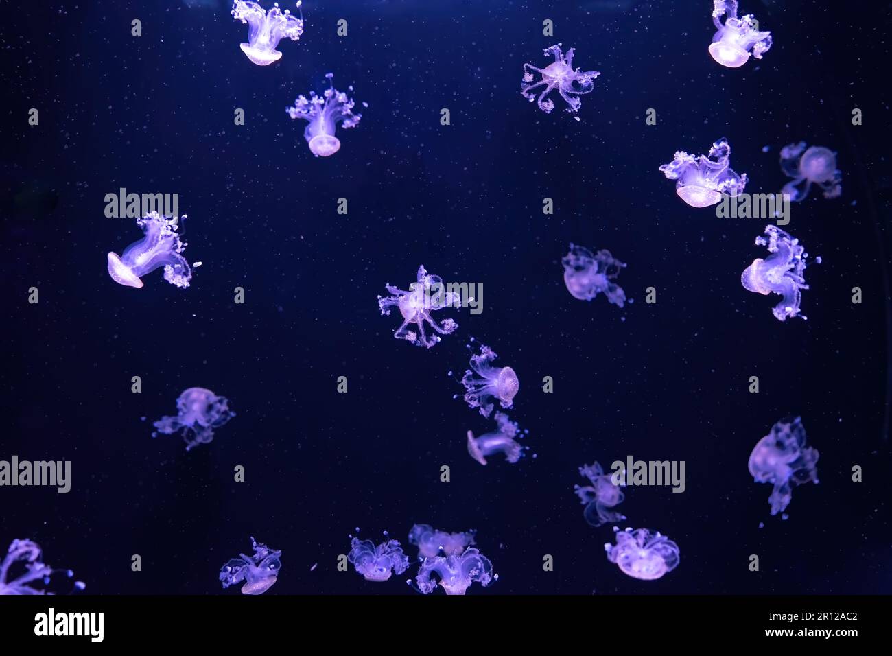 Eine Gruppe fluoreszierender Quallen, die unter Wasser schwimmen. australische Quallen, Phyllorhiza punctata im Aquarium mit violettem Neonlicht Stockfoto