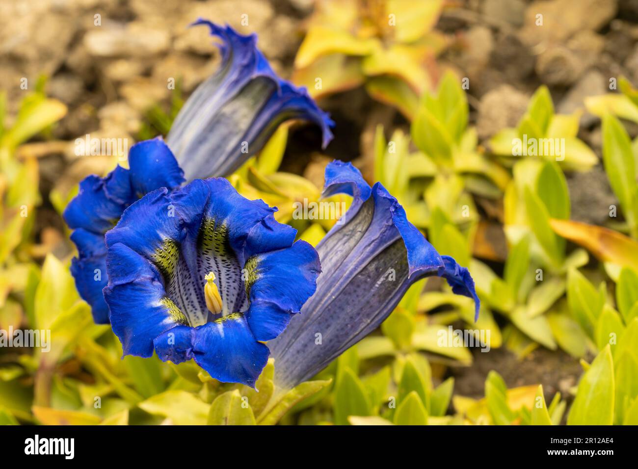 Nahaufnahme einer blauen Enzianblume. Stockfoto