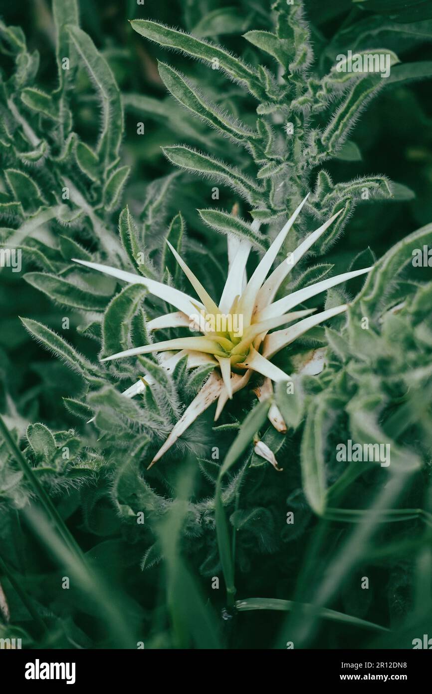 Iberische Sternenhistel, Centaurea iberica. Eine grüne Pflanze mit einer stacheligen Blume. Stockfoto