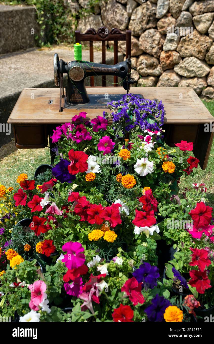 Kunstinstallation. Nähmaschine und Blumen Teppich. Costitx Village Flower Festival. Mallorca Island. Spanien Stockfoto