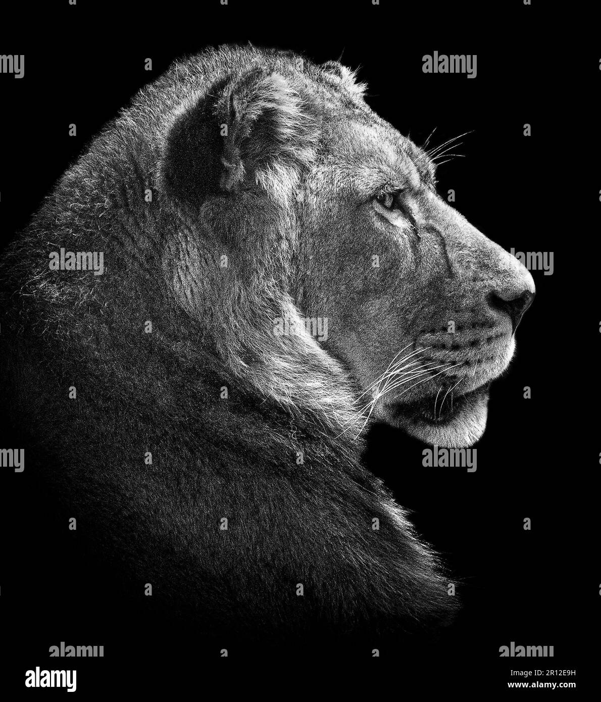 Ein Nebenprofil VON BLACKPOOL ZOO, ENGLAND. EXKLUSIVE BILDER zeigen die Rückkehr des berühmten Löwen Khari zum Blackpool Zoo am 9. 2023. Mai. Die Bilder zeigen Khari Lo Stockfoto