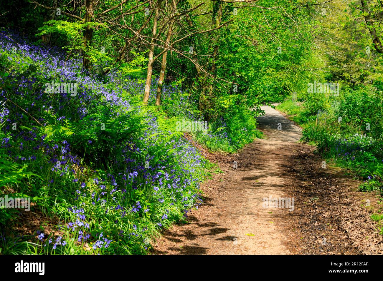 Im Mount Edgcumbe Country Park, Cornwall, England, Großbritannien, gibt es im Wald Schatten, Sonnenschein und Blautöne Stockfoto
