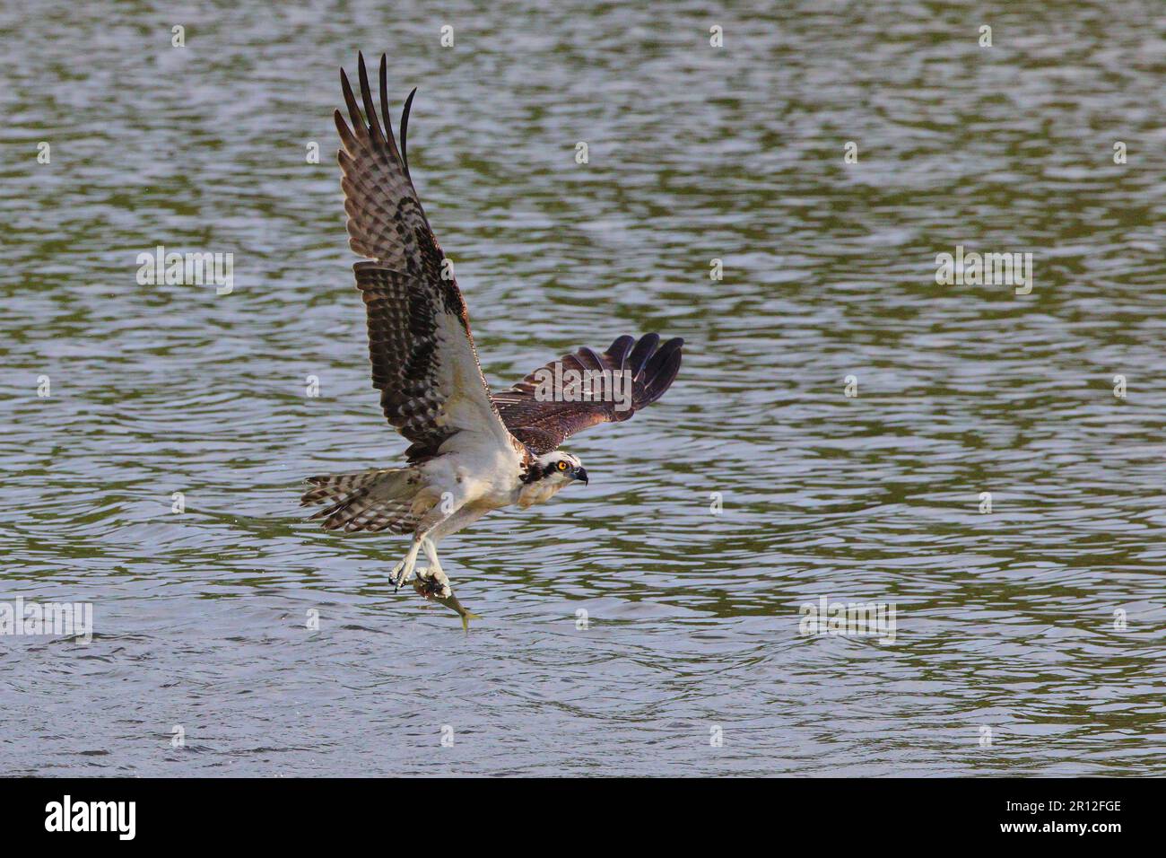 Ein Fischadler, der mit frisch gefangenen Fischen über die Wasseroberfläche fliegt. Stockfoto