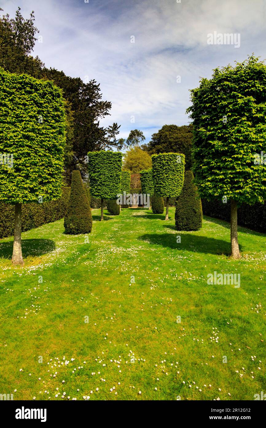 Im Jubilee Garden im Mount Edgcombe Country Park in Cornwall, England, Großbritannien, wird eine Auswahl von abgeschnittenen Eiben und Hornbalken angeboten Stockfoto