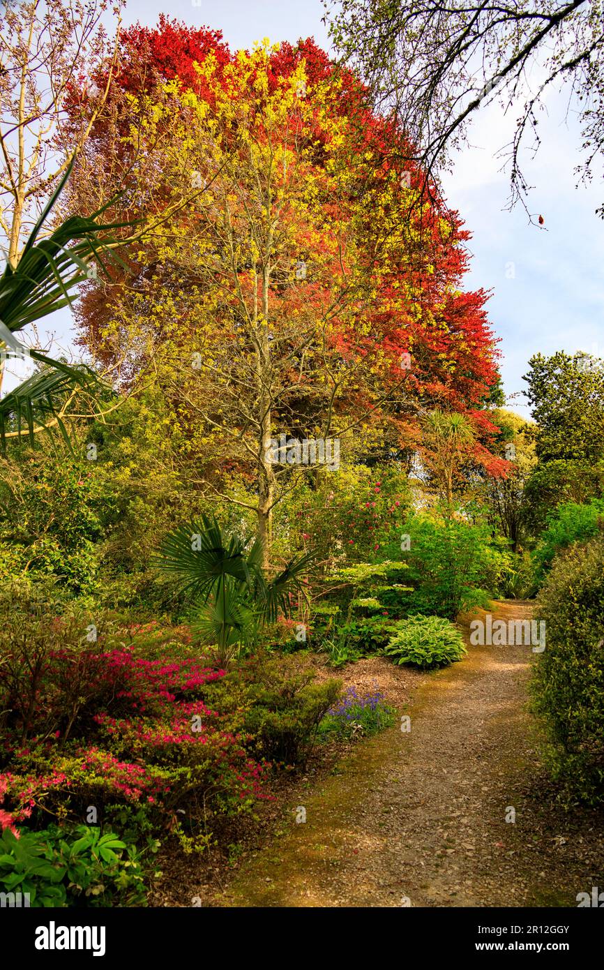 Das farbenfrohe neue Blattwachstum im American Garden im Mount Edgcombe Country Park, Cornwall, England, Großbritannien Stockfoto