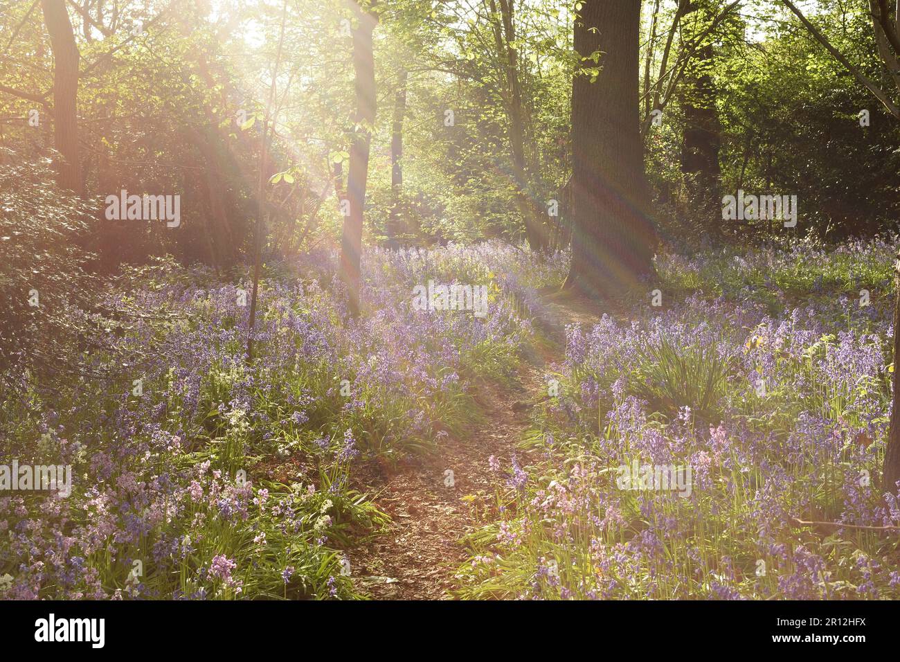 An einem sonnigen Frühlingsmorgen erstrahlen Blauflächen, die sich durch die Baumkronen schneiden. England, Großbritannien. Stockfoto