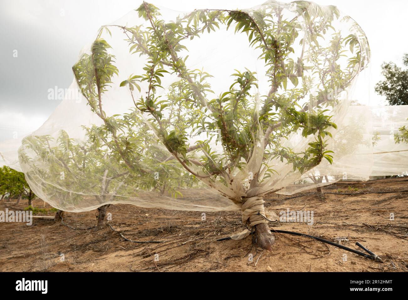 Nektarinen-Obstgarten im Frühjahr sind die Bäume mit Schutznetzen gegen Wetter und Schädlinge bedeckt Stockfoto