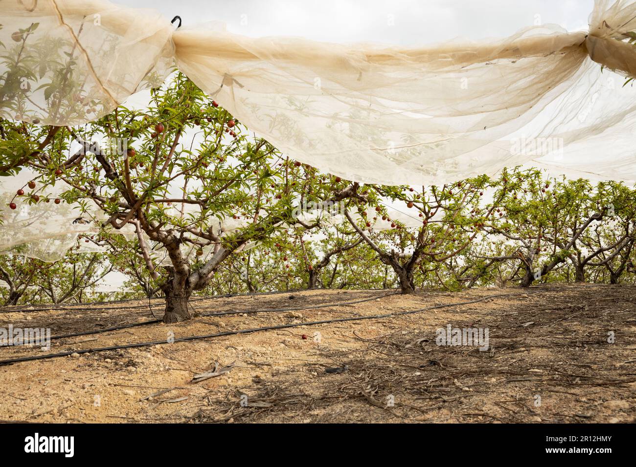Nektarinen-Obstgarten im Frühjahr sind die Bäume mit Schutznetzen gegen Wetter und Schädlinge bedeckt Stockfoto