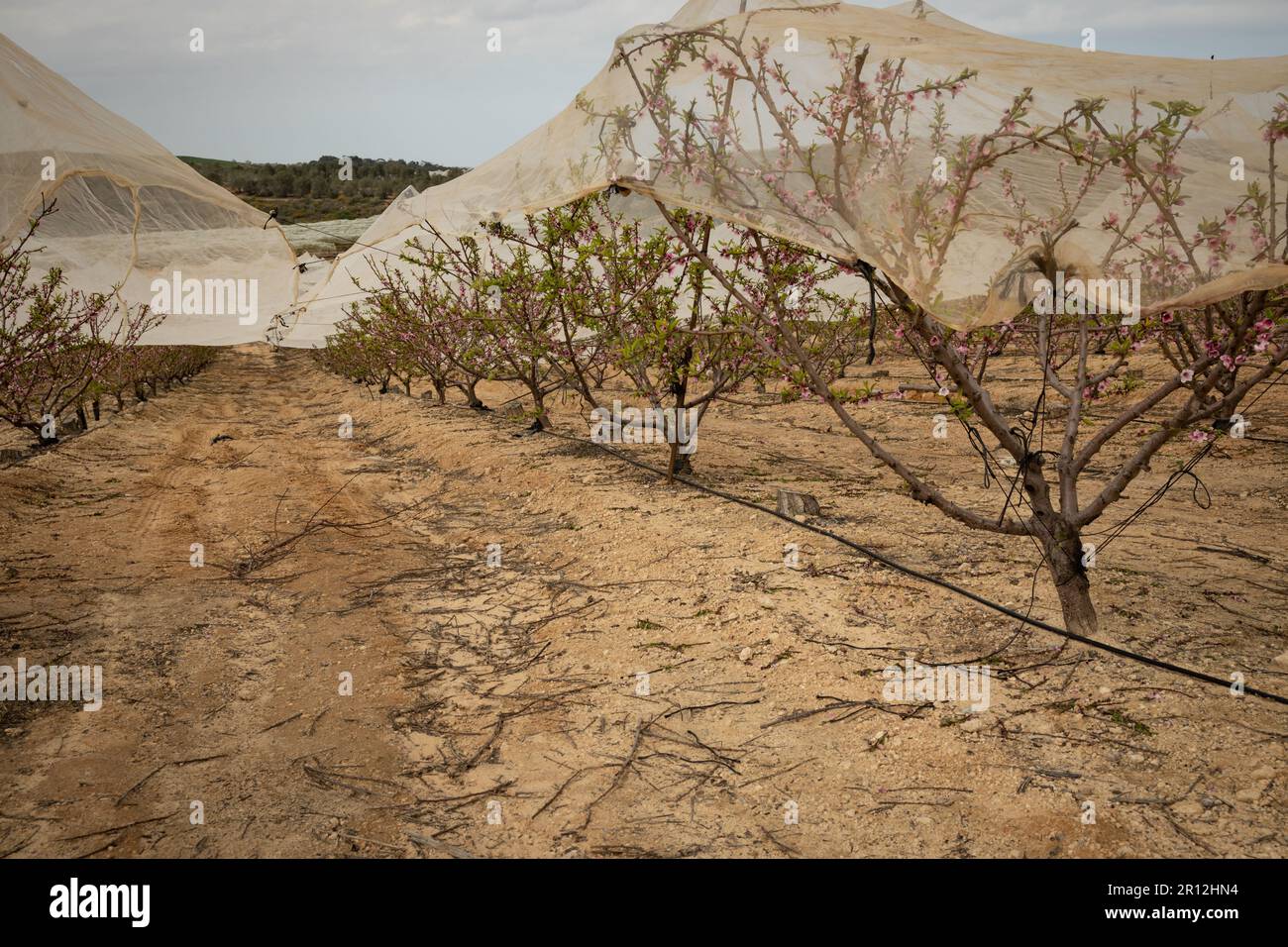 Nektarinen-Obstgarten im Frühjahr sind die Bäume mit Schutznetzen gegen Wetter und Schädlinge bedeckt Stockfoto