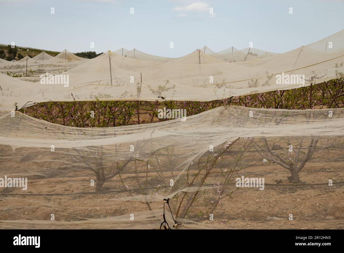 Nektarinen-Obstgarten im Frühjahr sind die Bäume mit Schutznetzen gegen Wetter und Schädlinge bedeckt Stockfoto