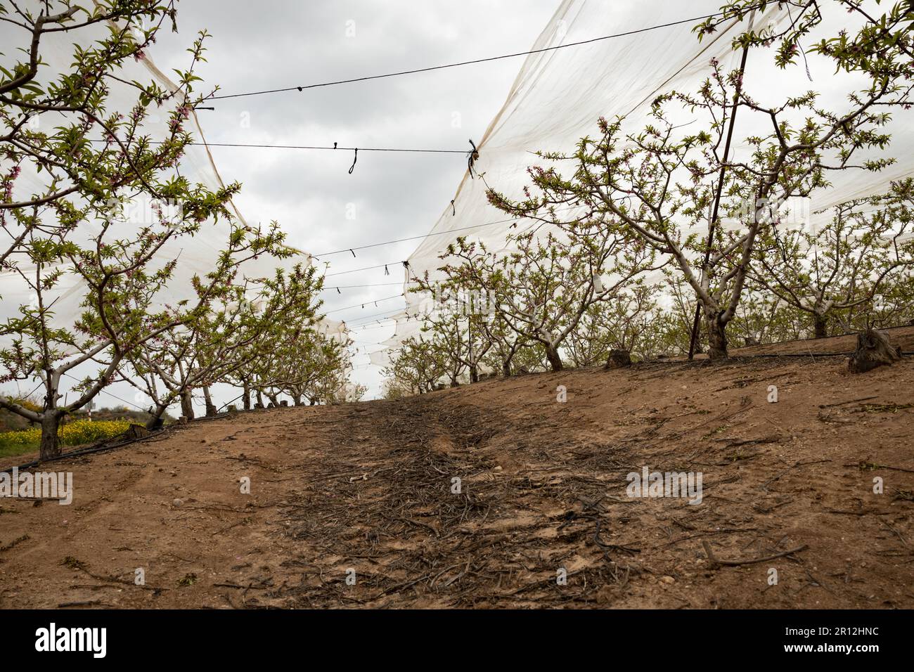 Nektarinen-Obstgarten im Frühjahr sind die Bäume mit Schutznetzen gegen Wetter und Schädlinge bedeckt Stockfoto