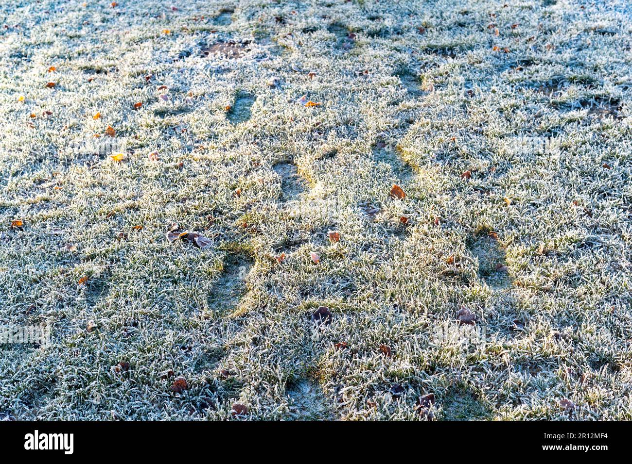 Ein idyllisches grünes, mit einer leichten Frostschicht überzogenes Feld mit Fußabdrücken, die durch die Winterlandschaft führen Stockfoto