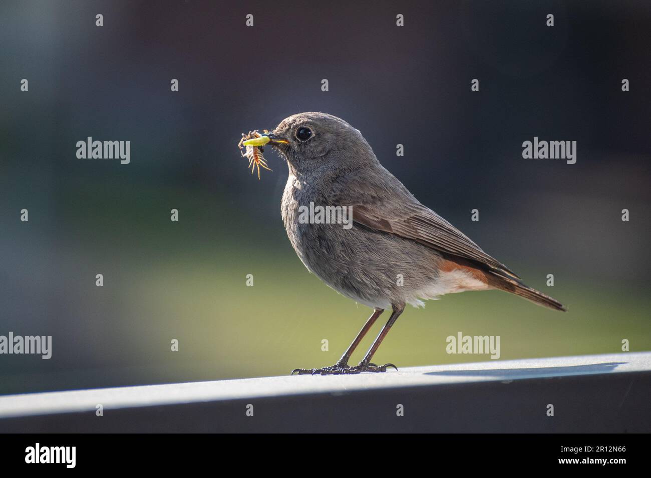 Wunderschöner gemeiner Redstart (Phoenicurus phoenicurus), kleiner Passerinvogel mit einer grünen Raupe oder einem Wurm im Schnabel auf dem Balkon Stockfoto