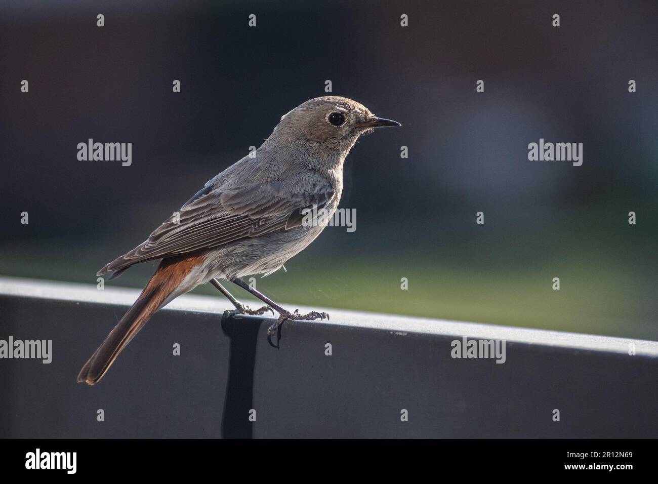 Wunderschöner gewöhnlicher Rotstart (Phoenicurus phoenicurus), kleine weibliche Vogelfigur auf dem Balkon, die in die Kamera schaut Stockfoto