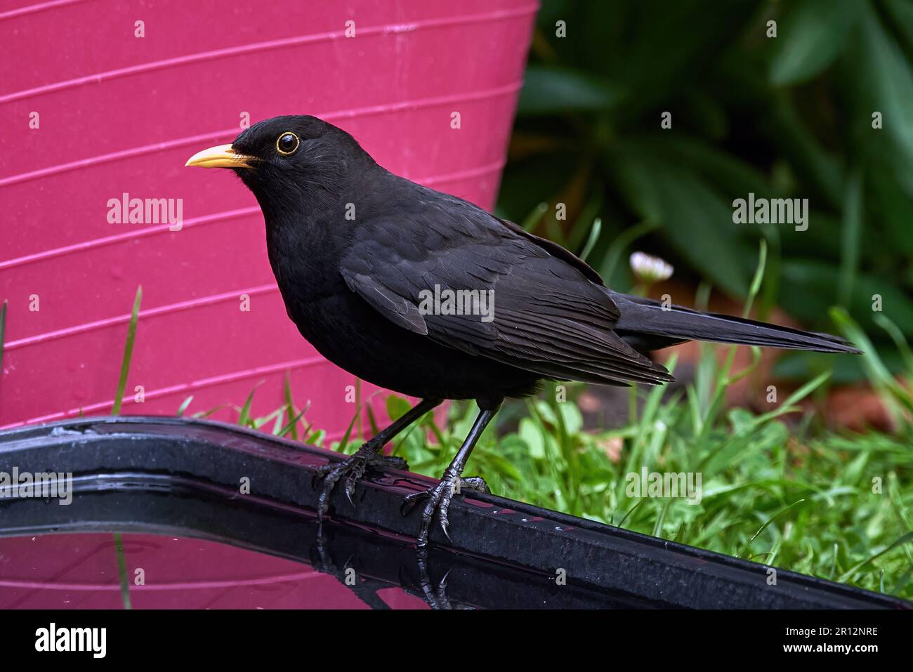 Ein schwarzer Vogel am Rand eines großen Wasserbehälters, mit üppig grünen Pflanzen im Hintergrund Stockfoto