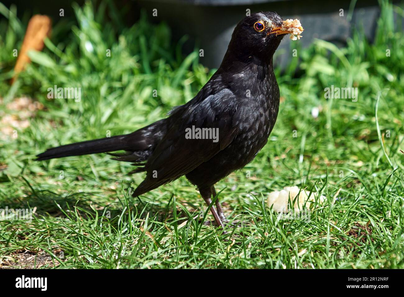 Ein kleiner schwarzer Vogel, hoch oben auf üppigem grünen Gras, sein Kopf nach rechts gedreht Stockfoto